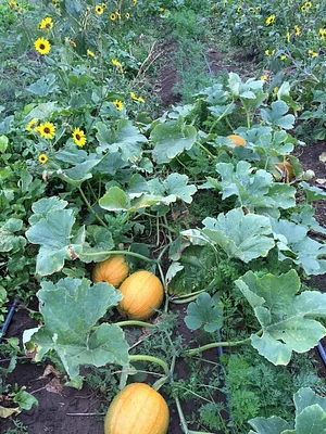 Agroecology at UWC 1