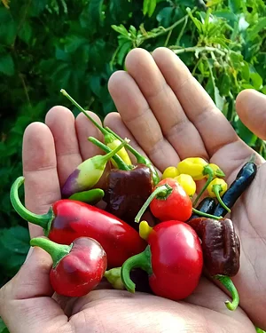 Agroecologia alla Mini Fattoria 5