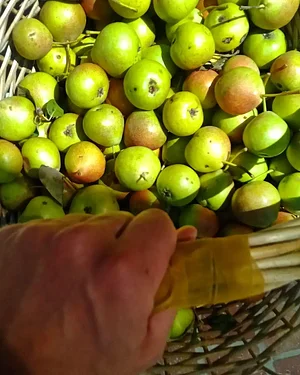 Agroecologia alla Mini Fattoria 7