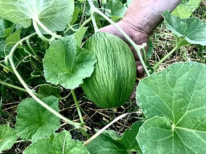 Oma Maa Kaupunkiviljely