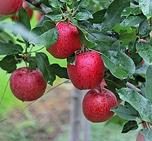 Jaivik Haat - Natural & Organic Food 1