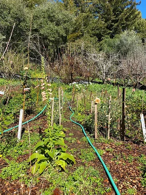 UC Santa Cruz Center for Agroecology Farm
