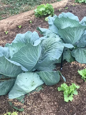 La Gran Vista Agroecological Farm Costa Rica