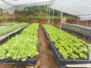 La Gran Vista Agroecological Farm Costa Rica