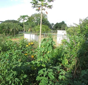 Agrofloresta do CAAMB 5