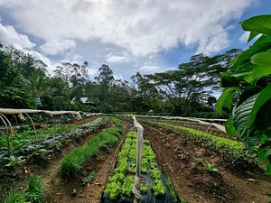 Binahon Agroforestry Farm
