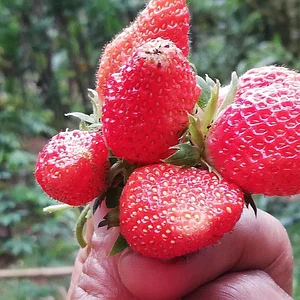 Binahon Agroforestry Farm