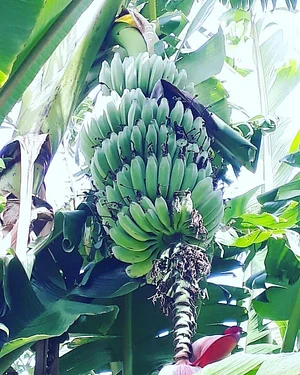 Permaculture Farm in Numbi Valley