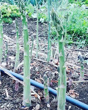 Permaculture Farm in Numbi Valley