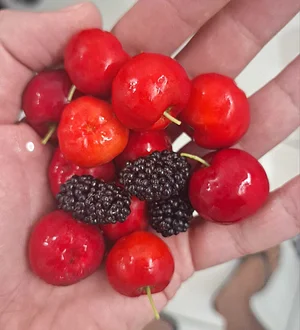 Acerola and Mudberries