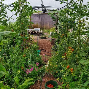 Finch Permaculture Experiment 8