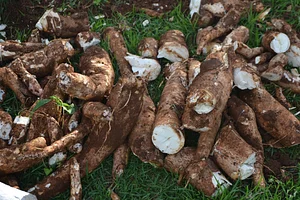Growing Roots Permaculture Experiences 11
