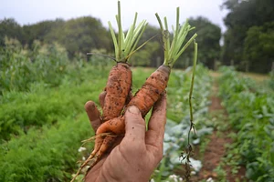 Growing Roots Permaculture Experiences 12