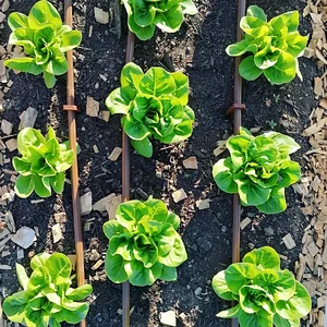 Learning and exploring Agroecology through doing