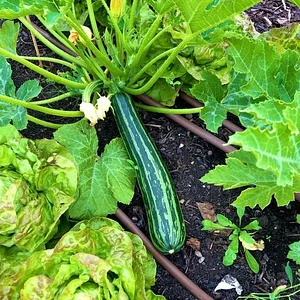 Learning and exploring Agroecology through doing