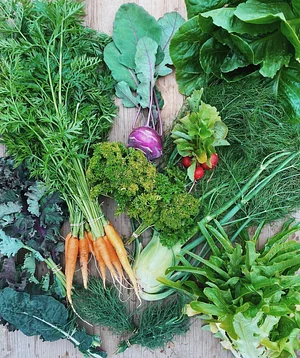 Learning and exploring Agroecology through doing