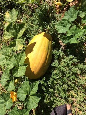 Marda Permaculture Farm