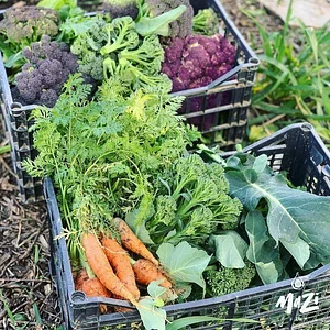 Mazi Regenerative Agroforestry
