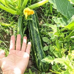 UTRGV Agroecology Program
