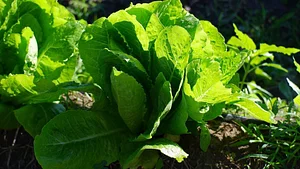 UTRGV Agroecology Program