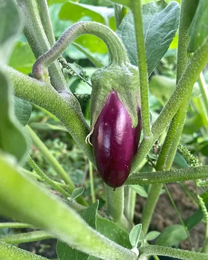 UTRGV Agroecology Program