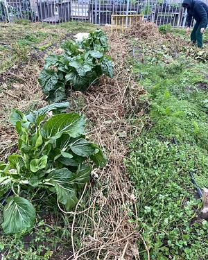 UTRGV Agroecology Program