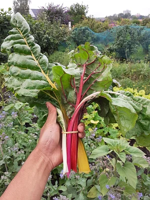 Agroecology Garden in Bennekom
