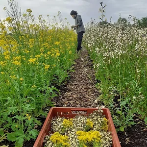 Agroecology Garden in Bennekom