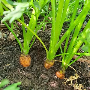 Agroecology Garden in Bennekom