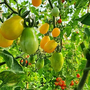 Agroecology Garden in Bennekom