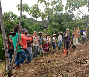 Plantio em Agrofloresta