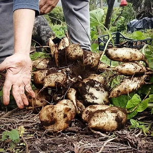 Myrica Faial Permaculture Farm