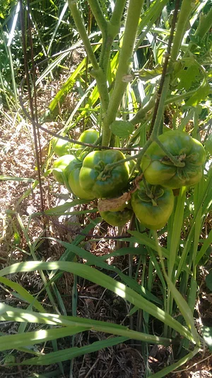 Myrica Faial Permaculture Farm