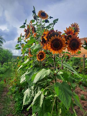 High Valley Dawn Permaculture Farm Yeppoon
