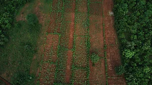 Sustainable Agriculture Tanzania Experiences
