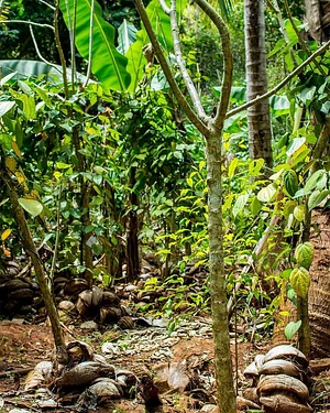 Sustainable Agriculture Tanzania Experiences