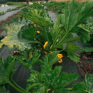 Lauriston Farm Urban Farm