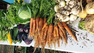 Lauriston Farm Urban Farm