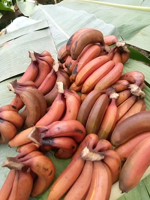 Msonge Organic Family Farm