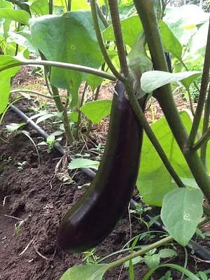 Msonge Organic Family Farm