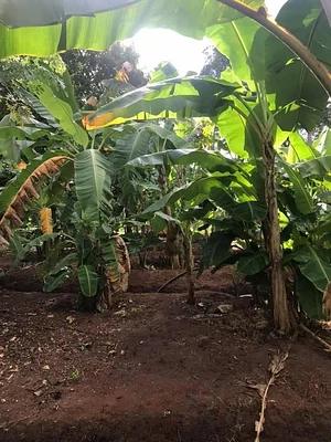 Msonge Organic Family Farm