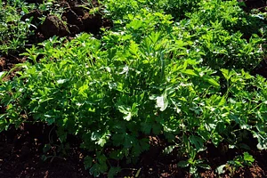 AARDE Permaculture Algérie Ferme