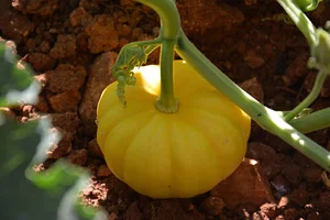 AARDE Permaculture Algérie Ferme