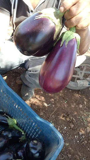 AARDE Permaculture Algérie Ferme