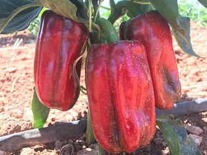 AARDE Permaculture Algérie Ferme