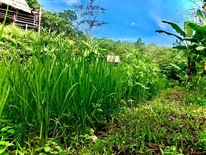 Sahainan Permaculture Organic Farm