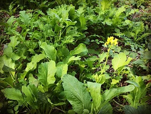 Sahainan Permaculture Organic Farm
