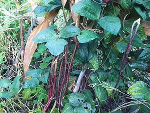 Sahainan Permaculture Organic Farm