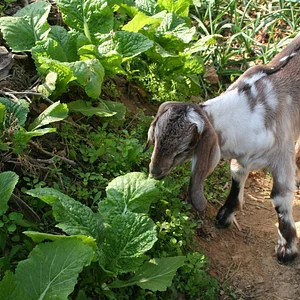 HASERA Permaculture Farm