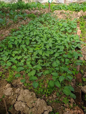 HASERA Permaculture Farm